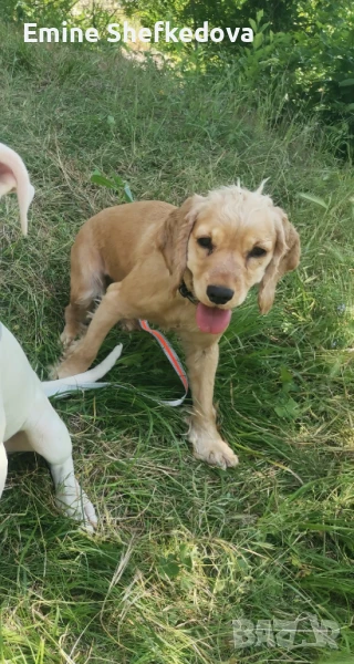 Кокер шпаньол, снимка 1