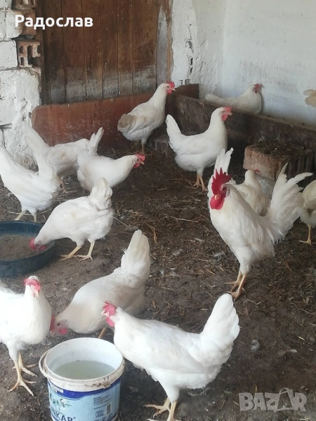 Легхорн за яйца млади кокошки, петли, снимка 1