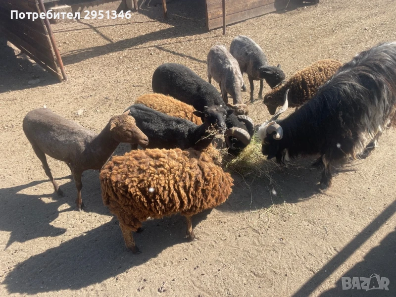 Декоративни холандски шилета / овце, снимка 1