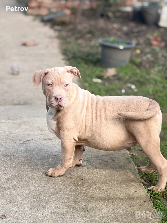 Американско були, снимка 1