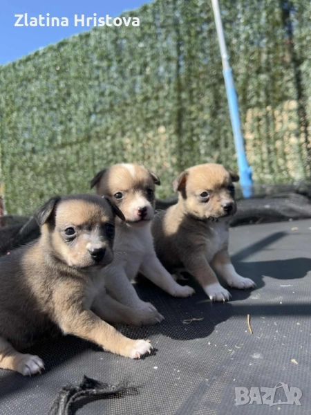 Продавам , снимка 1