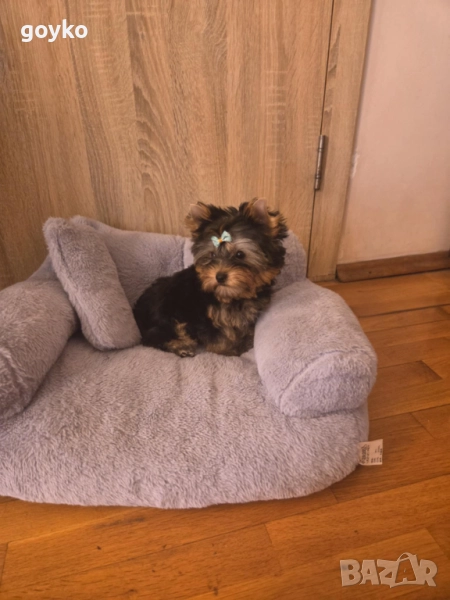 йоркширски териер, снимка 1