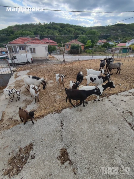 Продавам стадо камерунски кози, снимка 1