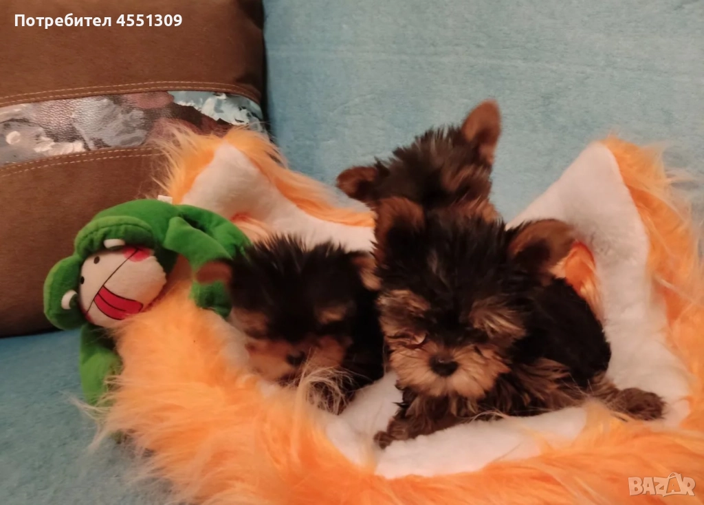 Йоркширски териер мини, снимка 1