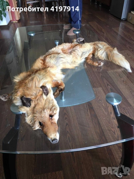 Лисича кожа, снимка 1