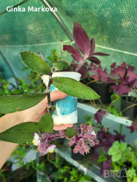 Червена традисканция - 2,49лв., снимка 1