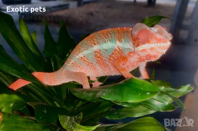 Леопарадов хамелеон, panther chameleon (furcifer pardalis) nosy be, снимка 2 - Хамелеон - 47242414