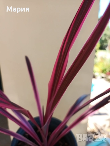 Кордилине розово с червено, снимка 3 - Градински цветя и растения - 51773686