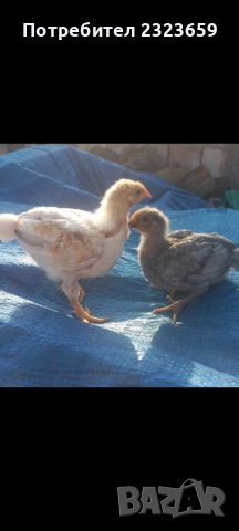 Пилета , снимка 2 - Кокошки и пуйки - 45512016