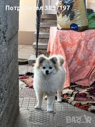 мини шпиц , снимка 5 - Померан - 52128128