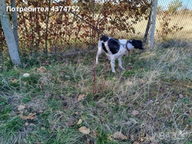 Женски бретон шпаньол , снимка 3 - Бретон шпаньол - 53635080