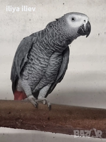 Двойка кралско жако , снимка 3 - Папагали - 53929277