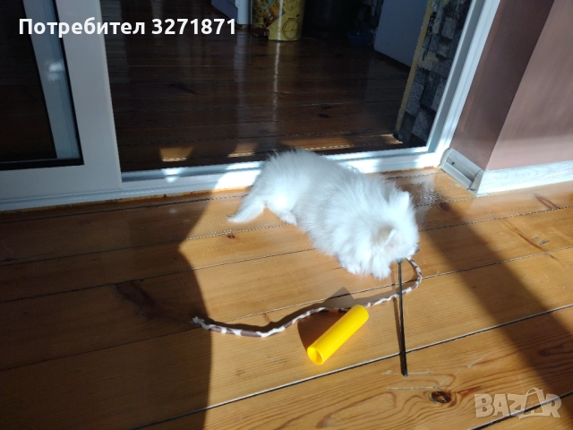 Продавам , снимка 2 - Померан - 52358692