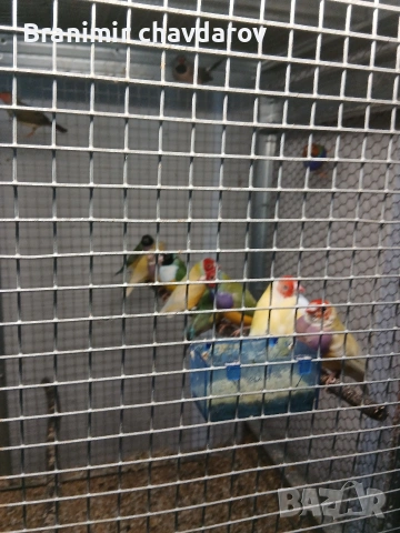 продавам гулдови папагалови и други амадини, снимка 3 - Амадини - 53966911