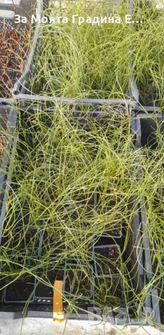 Гениста - Genista , снимка 5 - Градински цветя и растения - 49761651