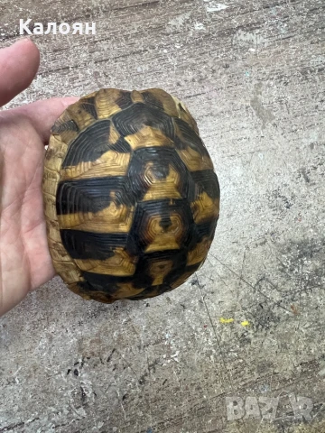 Костенурка черупка , снимка 11 - Други ценни предмети - 50871785