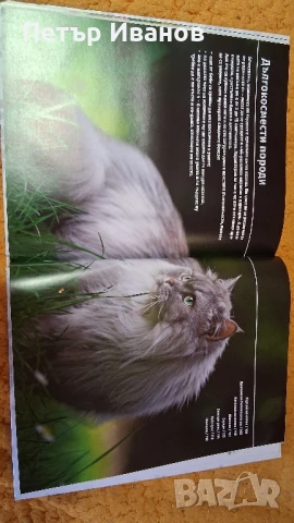 Енциклопедия за котки , снимка 5 - Детски книжки - 51152283