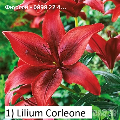 Луковици на Лилиум Приемаме поръчка за след 25 ти февруари 2026г, снимка 5 - Разсади - 53058732