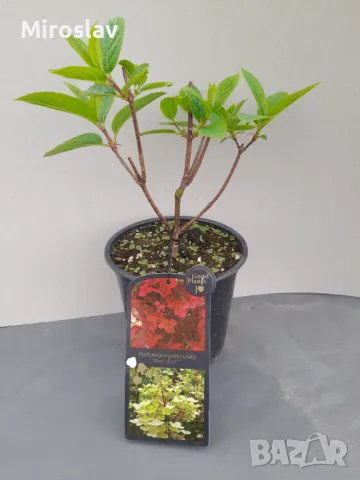 Хортензия паникулата (Огън и лед), снимка 6 - Градински цветя и растения - 49904257