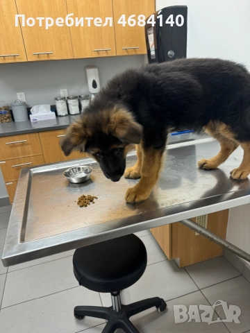 Немска овчарка с дълъг косъм с родословие , снимка 6 - Немска овчарка - 52807212