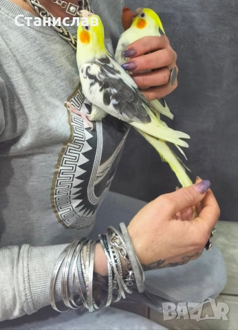 птодавам две млади социални корели , снимка 2 - Папагали - 53988459