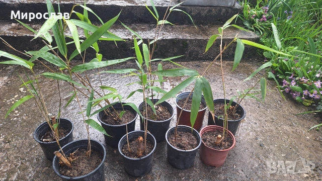 Продавам растения студоустойчив бамбук