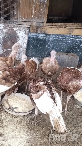 продавам яйца от пуйки Ред Бърбън 