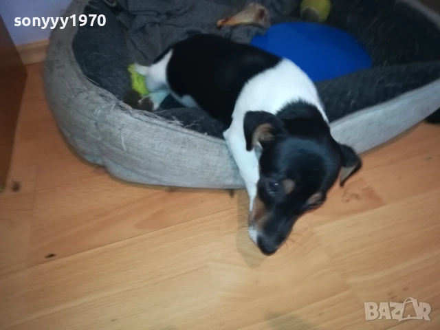 ПРОДАВАМЕ ДЖАК-ЖЕНСКО КУТРЕ 0911251839