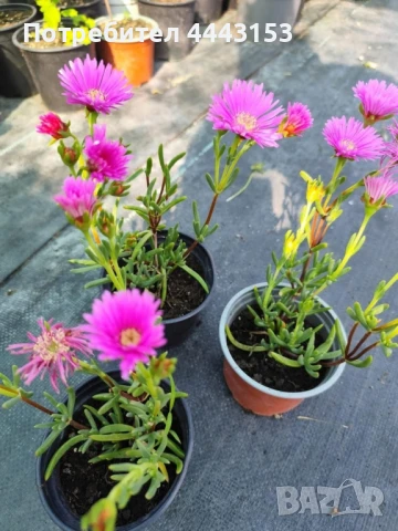 Ледено цвете /Fiori di Pinka Ice Plant , снимка 2 - Разсади - 51074816