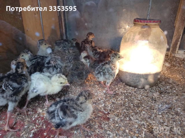 пуйчета и зайци