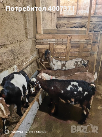 Чистокръвни англонубийски кози, снимка 6 - Кози - 52928016