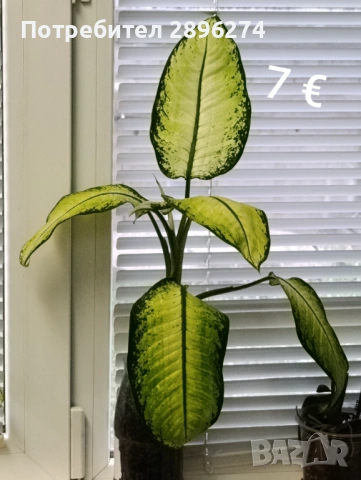  Дифенбахия, Сентполия, Алое вера, снимка 14 - Стайни растения - 46264327