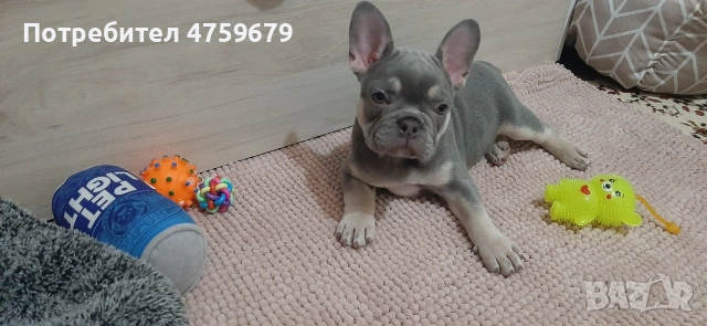 Френски булдог, снимка 4 - Френски булдог - 53830672