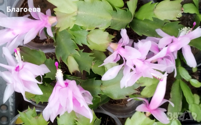 Комплект - 1 бр Великденче оранжево и 2 бр Коледниче (розово и цикламено), снимка 9 - Стайни растения - 54091877