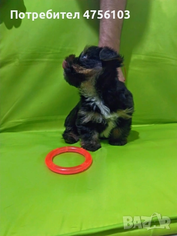 Продавам Йоркширски териерчета, снимка 6 - Йоркширски териер - 53725169