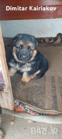 Немска овчарка, снимка 4 - Немска овчарка - 53406305