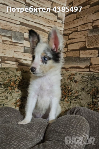 Момче Шелти мини Коли , снимка 3 - Коли - 53650176