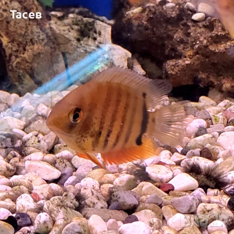 Северум 6см, снимка 1