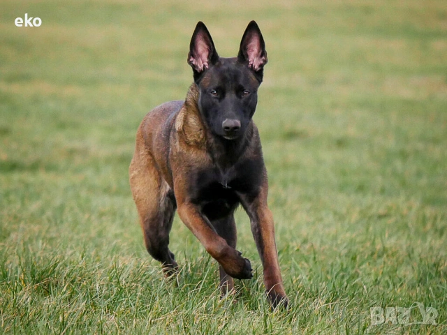 Купувам БЕЛГИЙСКА ОВЧАРКА МАЛИНОА