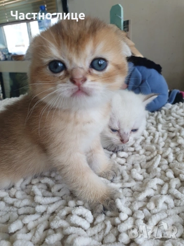 Шотландско клепоухо златна чинчила, снимка 7 - Чинчили - 53957925