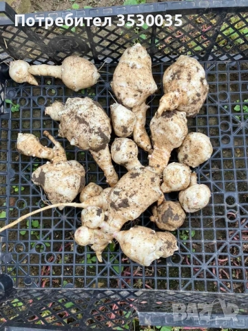 бяла гулия, земна ябълка 