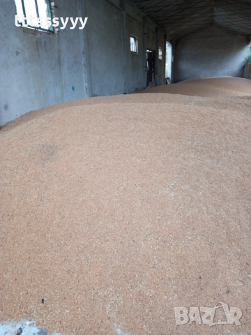 Ечемик по 0.40ст. Пшеница0.40ст. Рол бали 25-30лв .Шарен слънчоглед по 1.10ст., снимка 3 - За селскостопански - 38545001