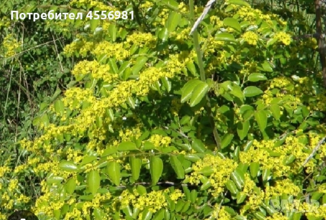 Пчелен мед от производител реколта 2025г. - доверие за качество, снимка 5 - Пчелни продукти - 51282505