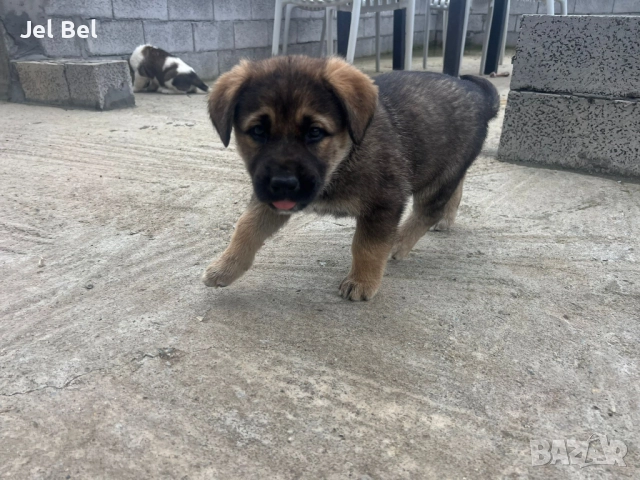 Кученце Кръстоска Алабай Х Белгийска Овчарка с Доставка, снимка 6 - Алабай - 49938706