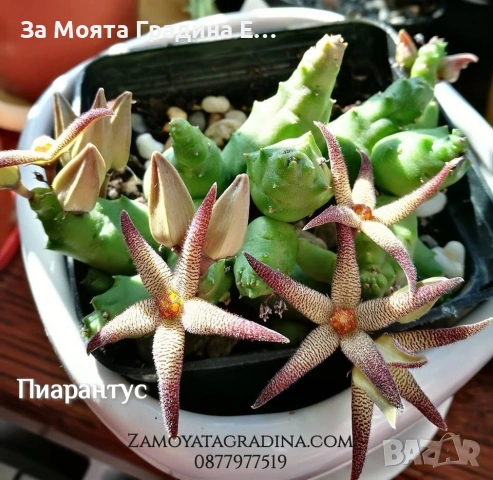 3 вида Стапелия - Grandiflora, Variagata, Piaranthus, снимка 3 - Стайни растения - 53636152