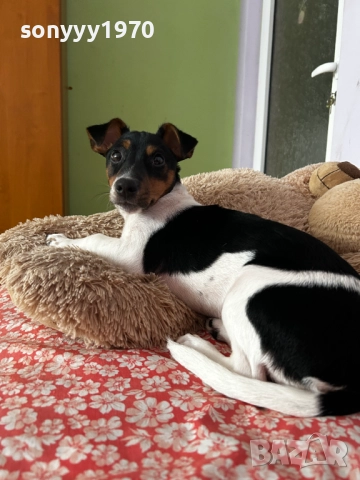 ДЖАК РЪСЕЛ 0201262022, снимка 7 - Джак ръсел териер - 52957926