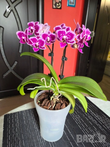 орхидея в самопаливна саксия