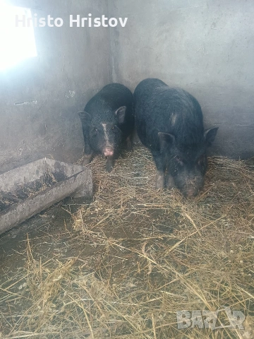 Виетнамски прасета 