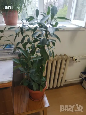 Продовом алое и бенджамин, снимка 6 - Стайни растения - 50423044