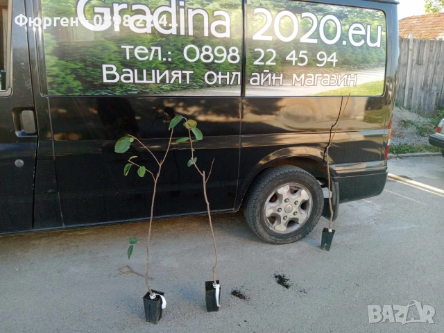  Райска ябълка Налични 4 сорта, снимка 6 - Разсади - 47807213